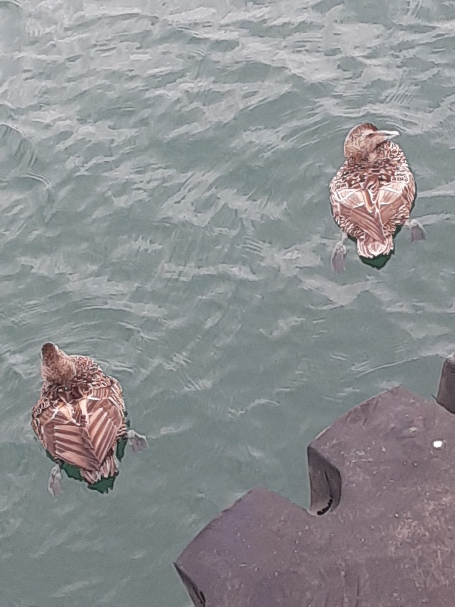 Common Eider - ML639074630