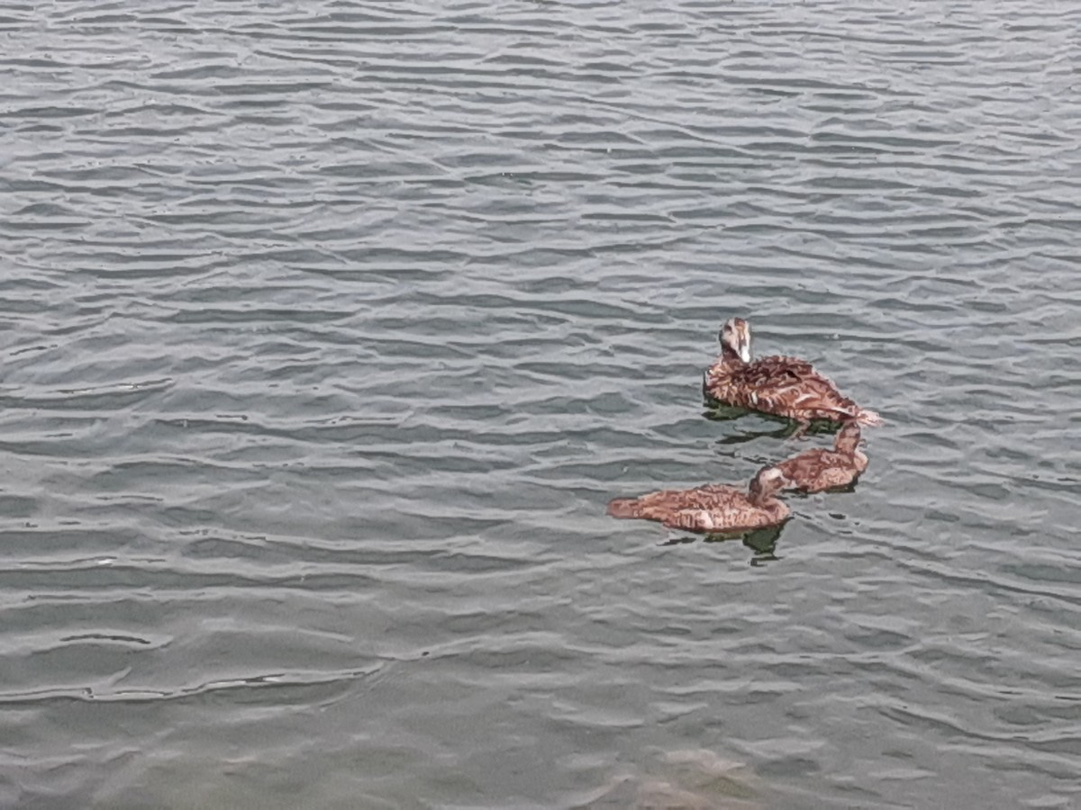 Common Eider - ML639074631