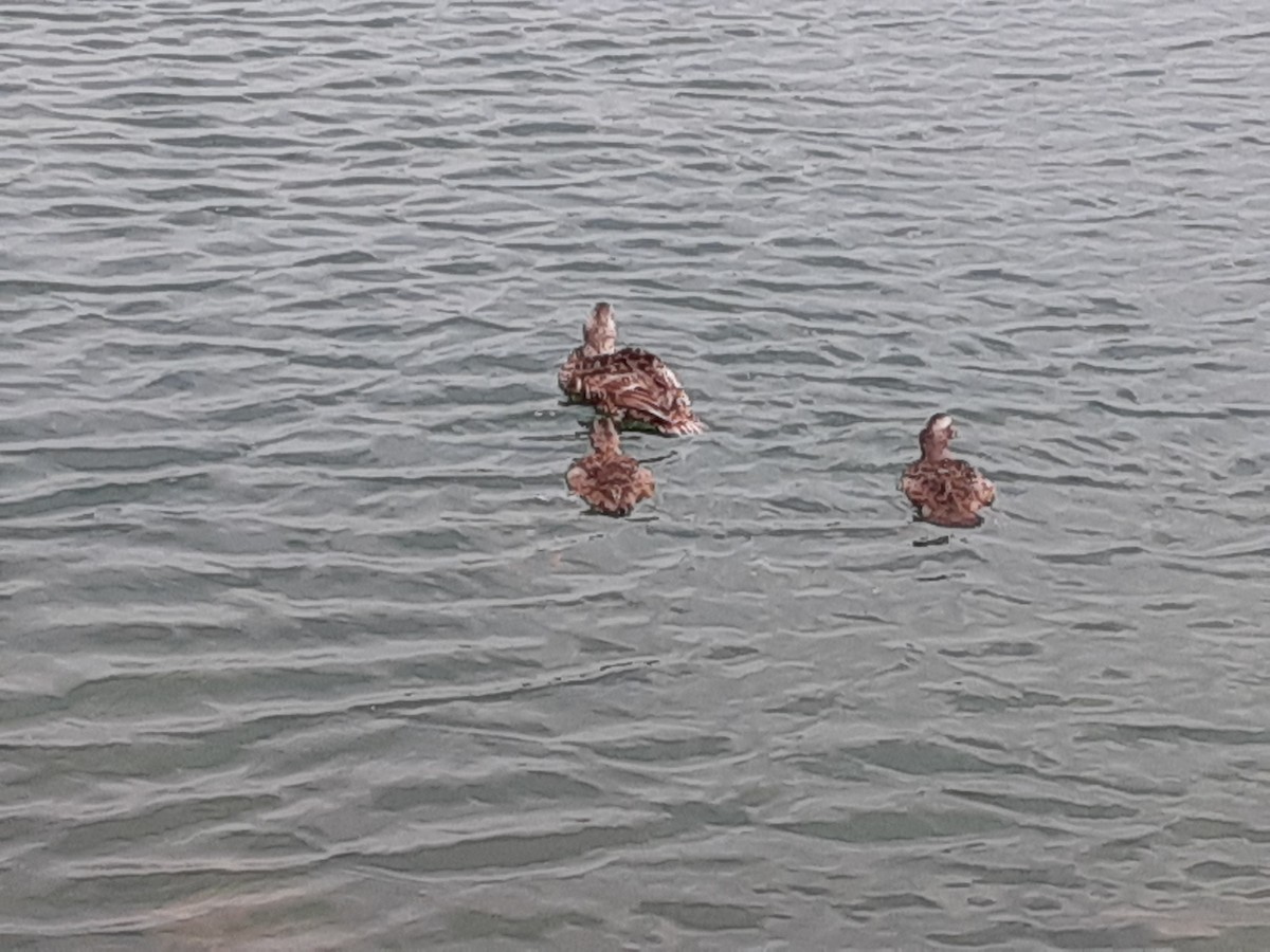 Common Eider - ML639074632