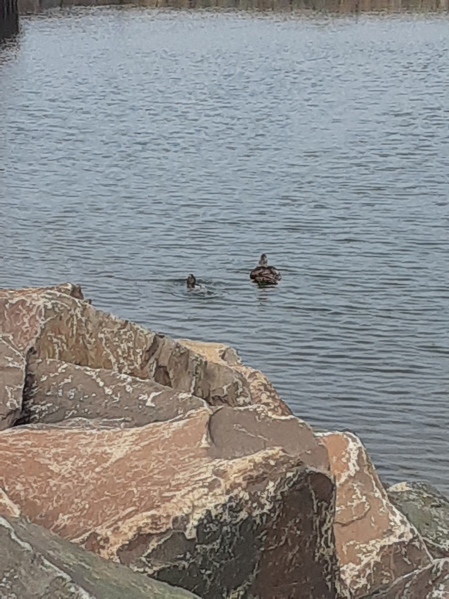 Common Eider - ML639074633