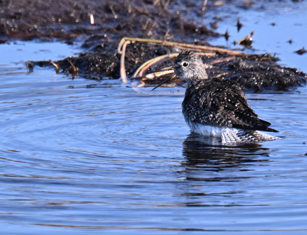 Solitary Sandpiper - ML639074658