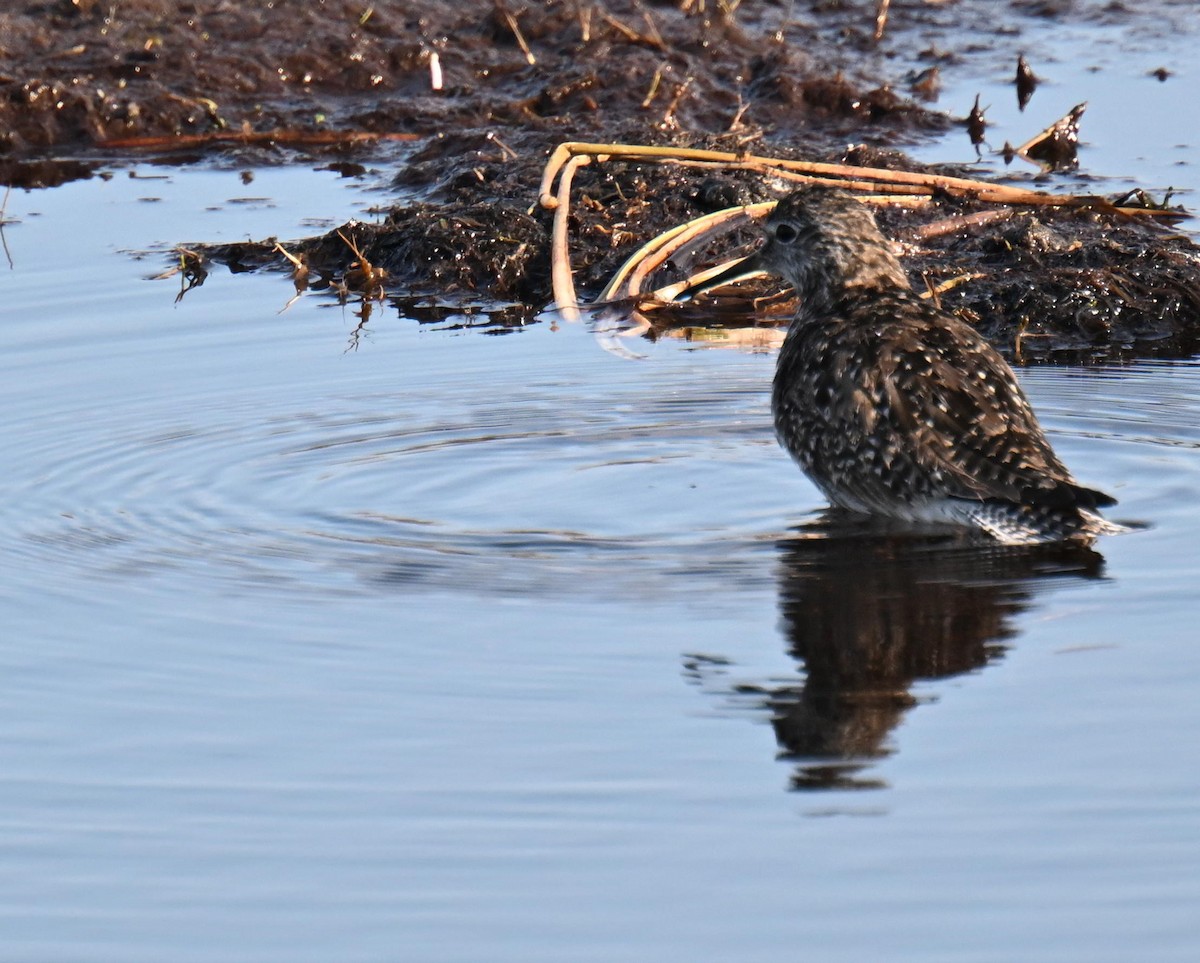 Solitary Sandpiper - ML639074659