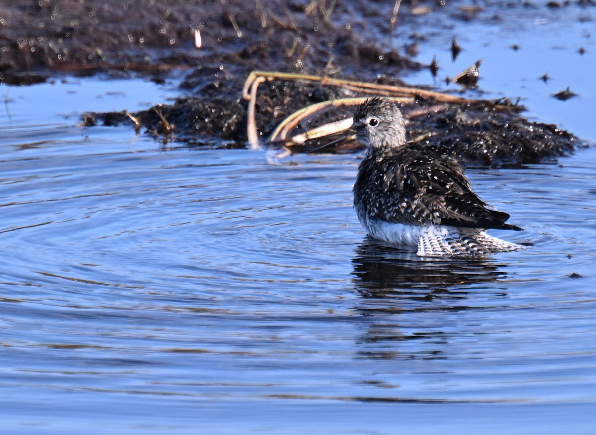 Solitary Sandpiper - ML639074660