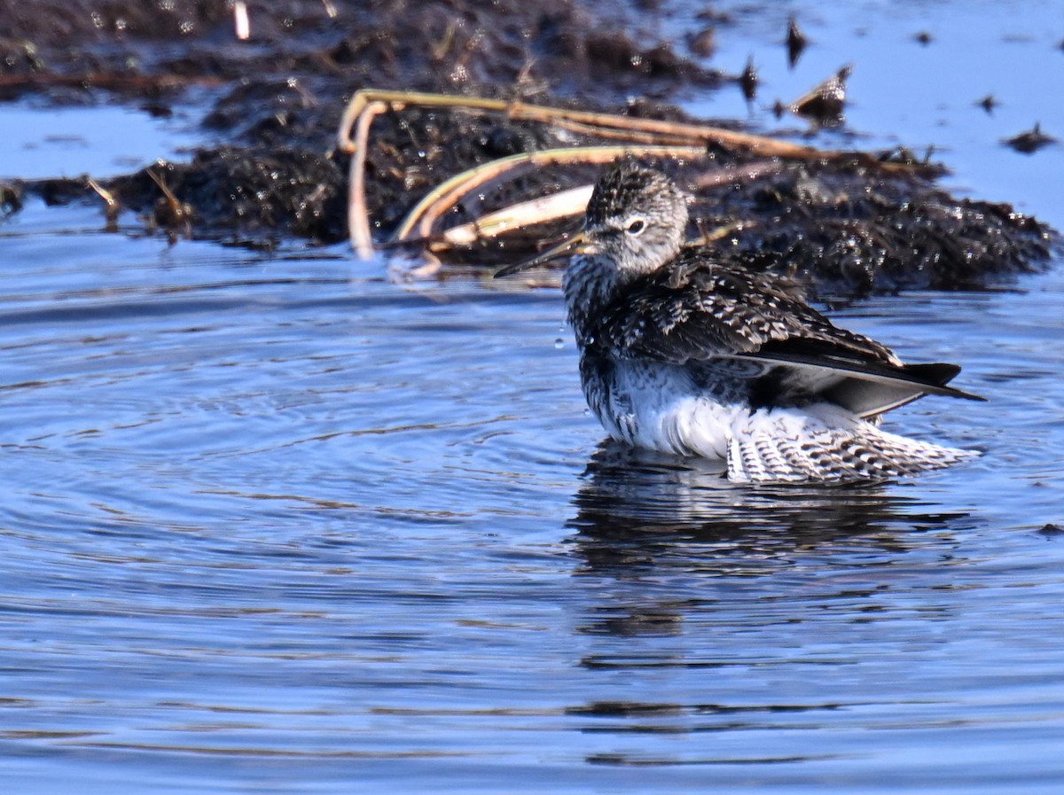 Solitary Sandpiper - ML639074661