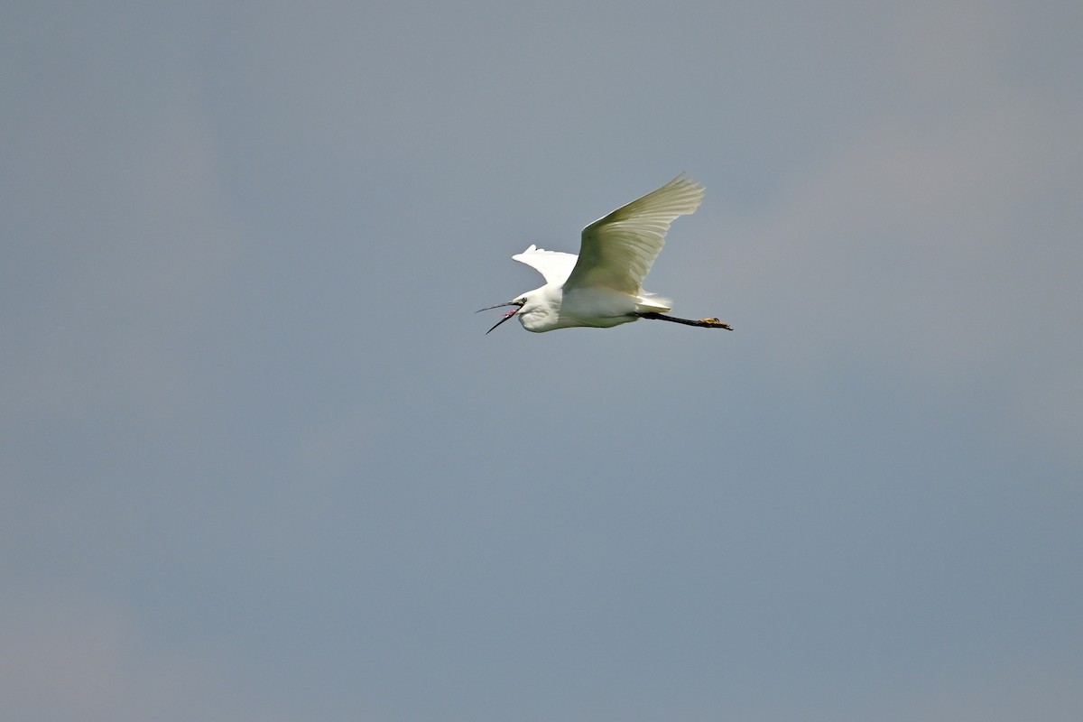 Little Egret - ML639074662