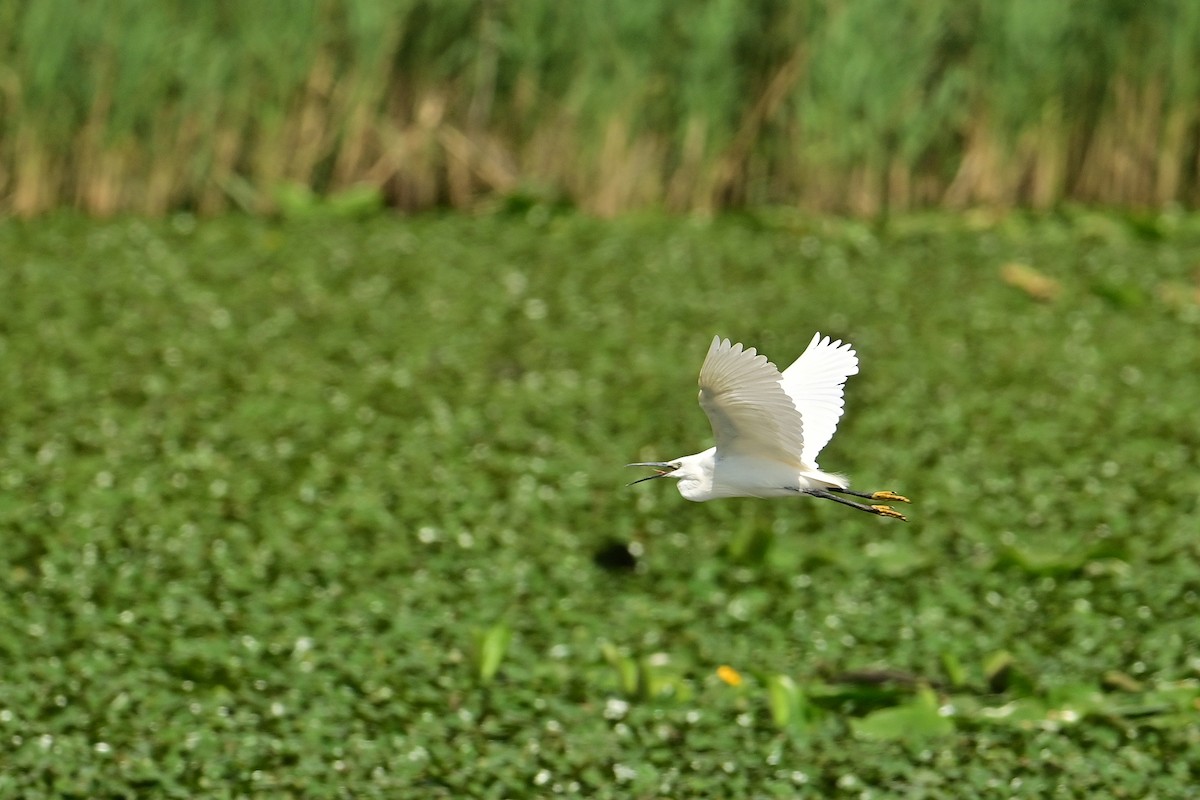 Little Egret - ML639074663
