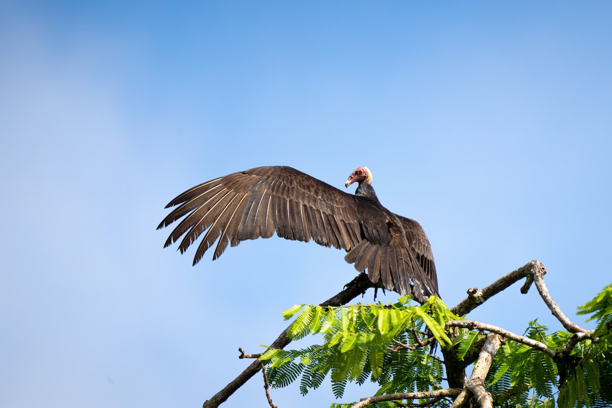 Turkey Vulture - ML639074708