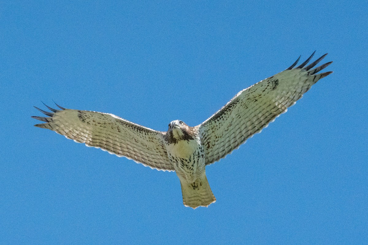 Red-tailed Hawk (calurus/alascensis) - ML639074767