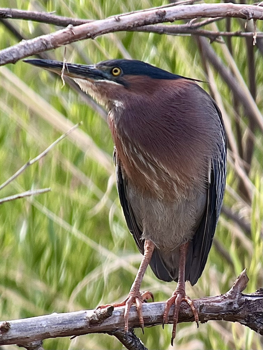 Green Heron - ML639074792