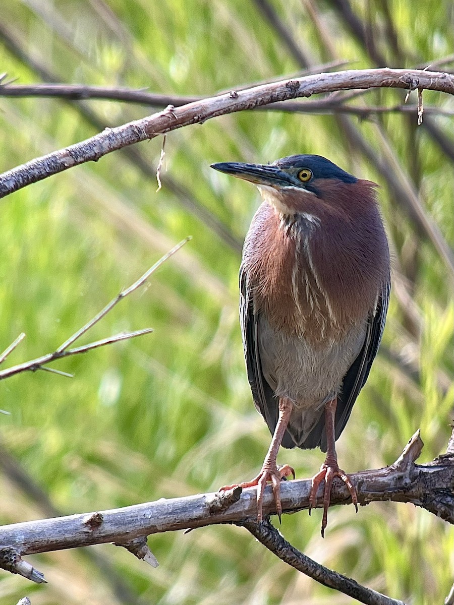 Green Heron - ML639074793