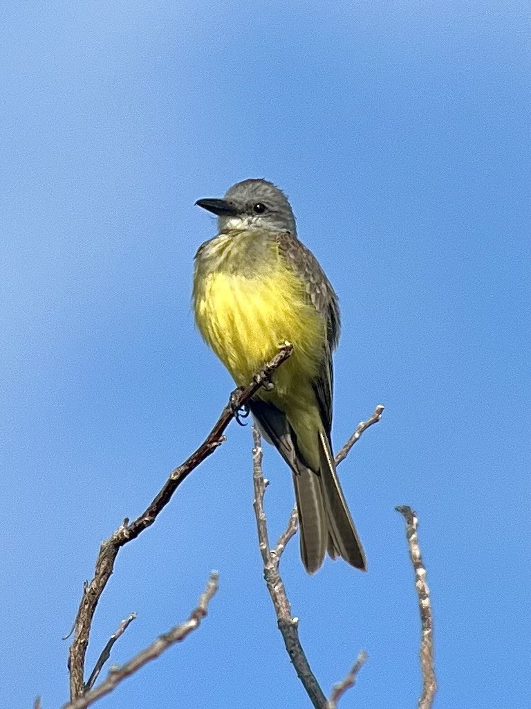 Tropical Kingbird - ML639074809