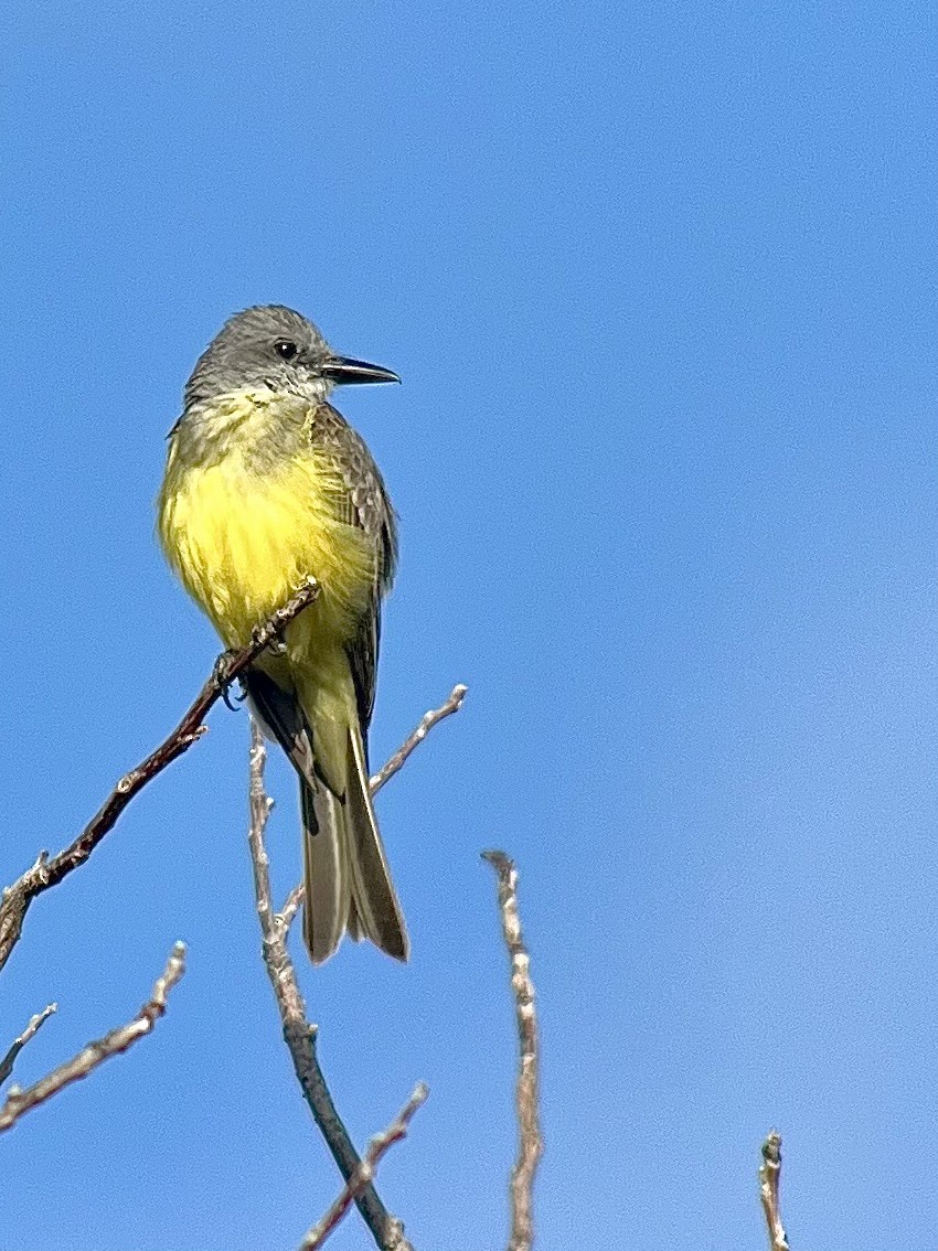 Tropical Kingbird - ML639074810