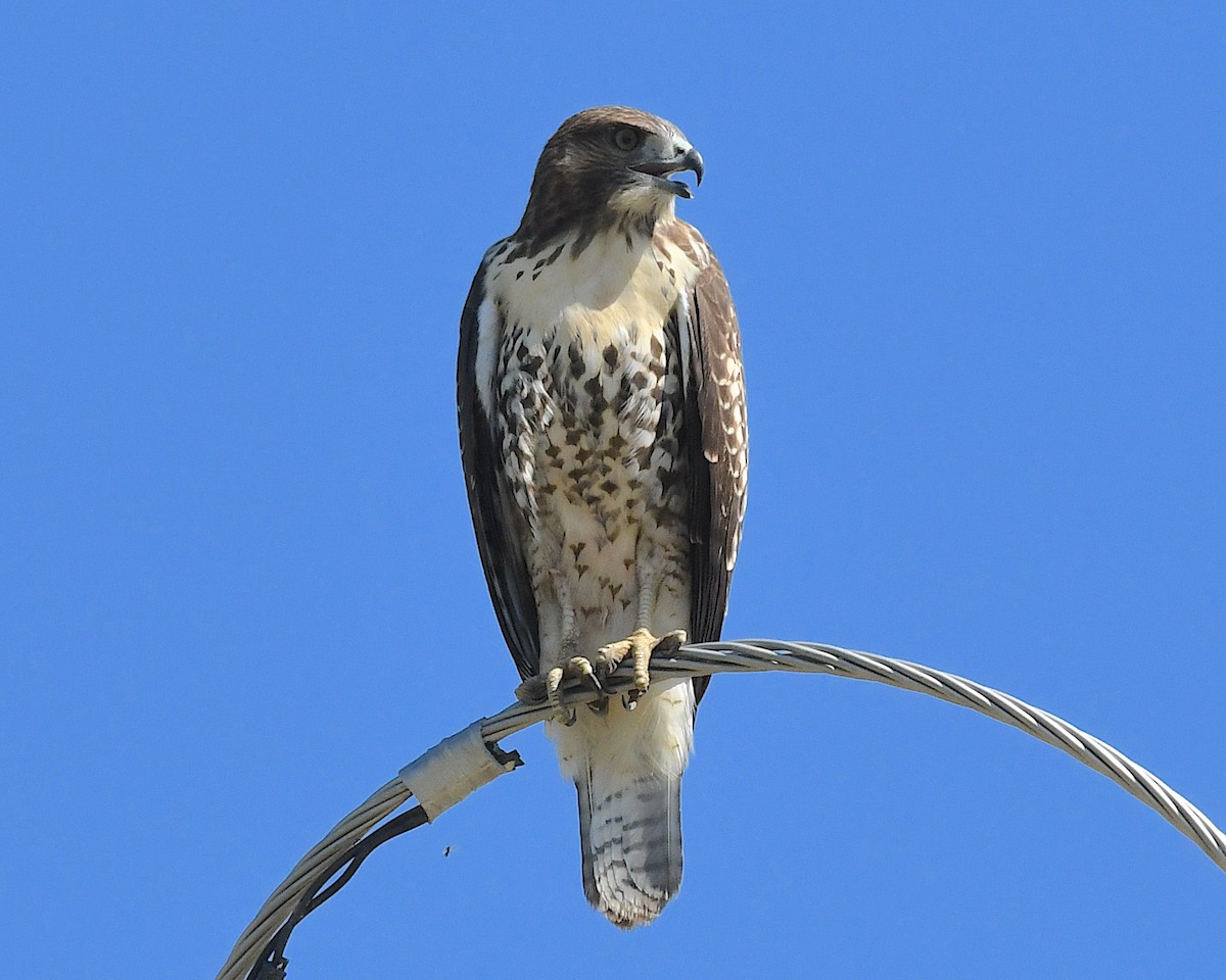 Red-tailed Hawk - ML639074830