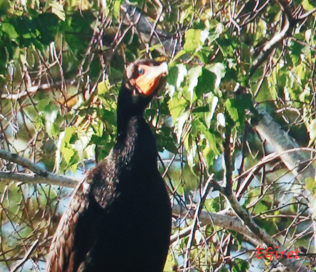 Cormoran à aigrettes - ML639074833
