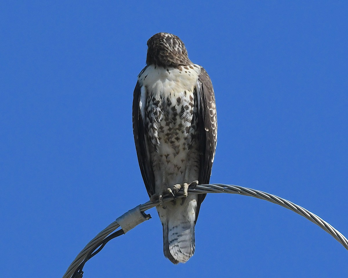 Red-tailed Hawk - ML639074859