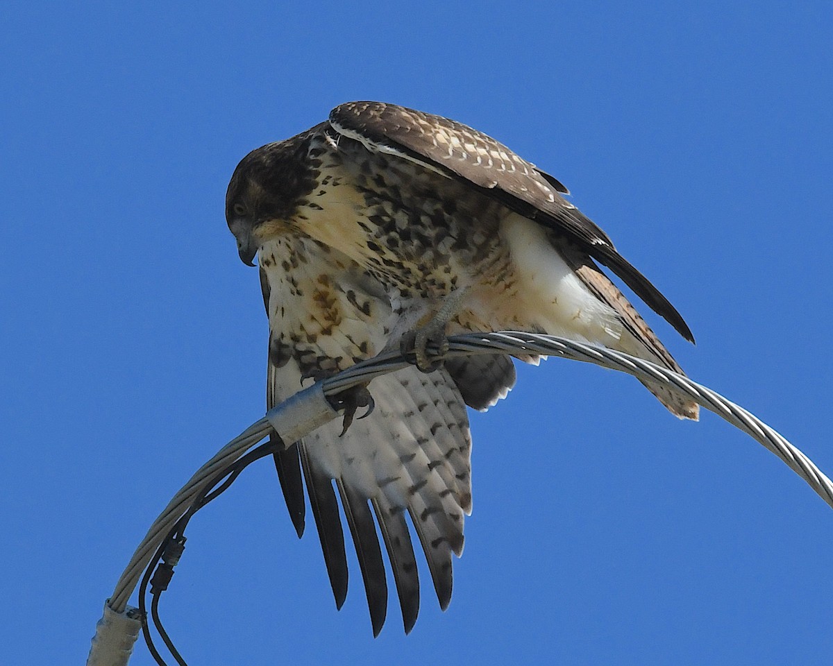 Red-tailed Hawk - ML639074877