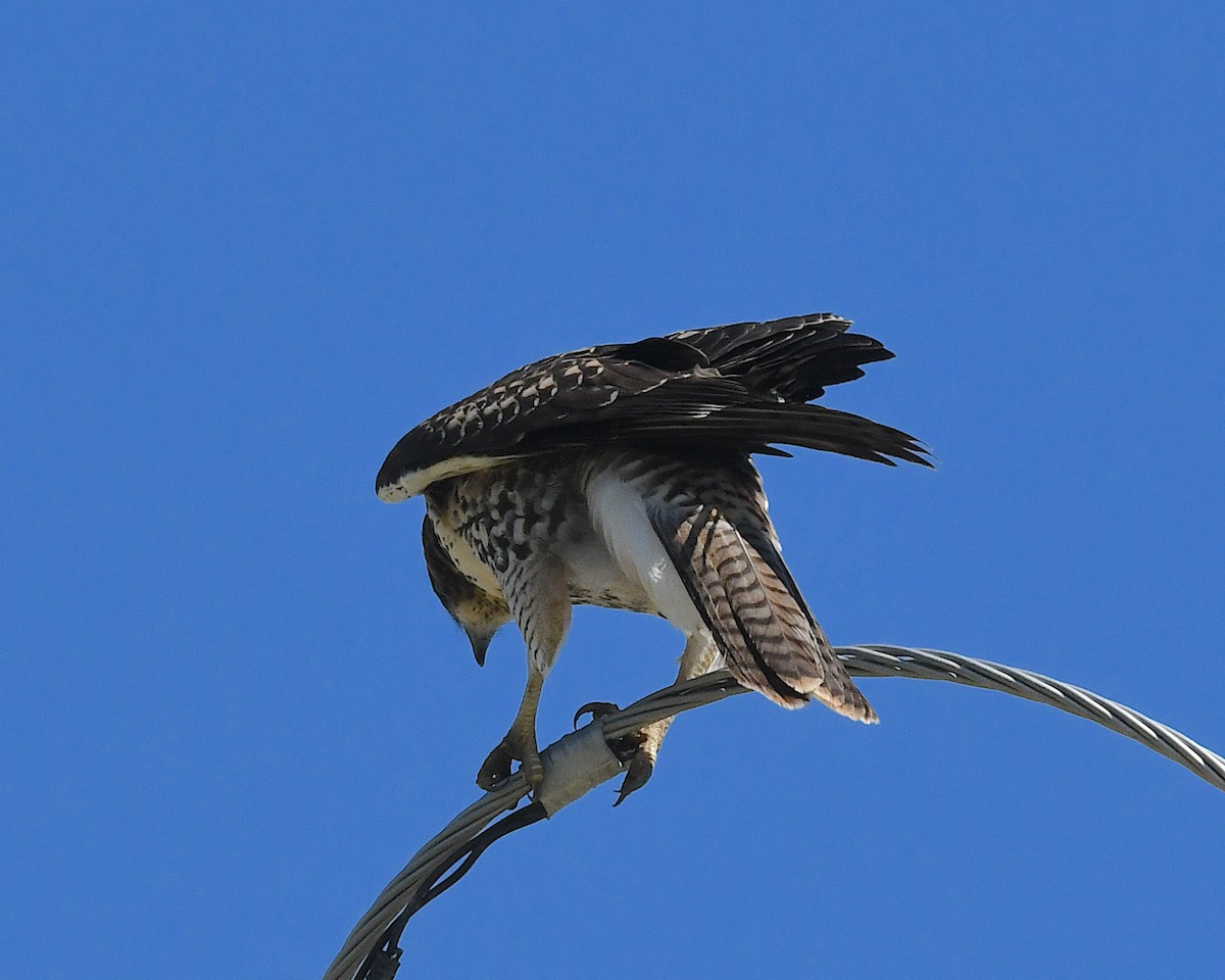 Red-tailed Hawk - ML639074878