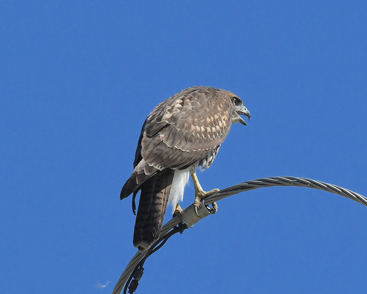 Red-tailed Hawk - ML639074881