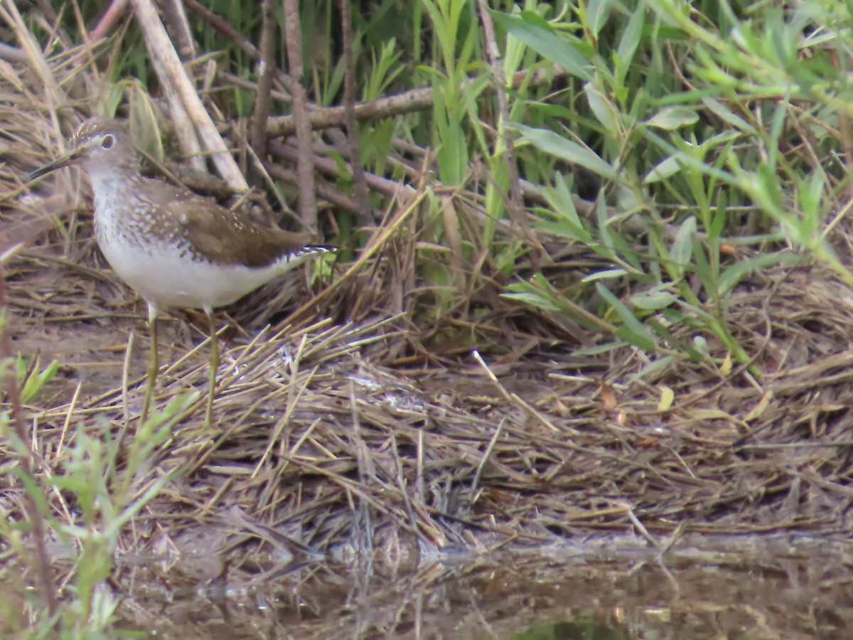Solitary Sandpiper - ML639074894