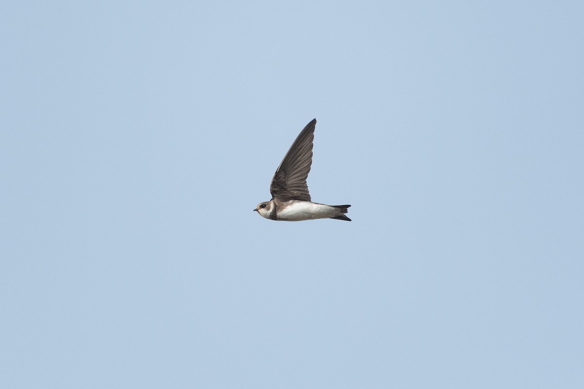 Bank Swallow - ML639074927