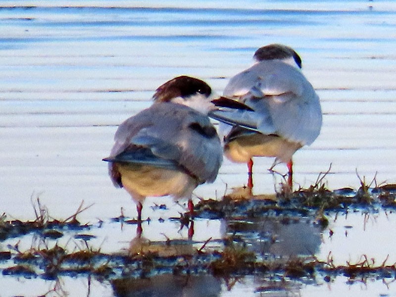 Forster's Tern - ML639074938
