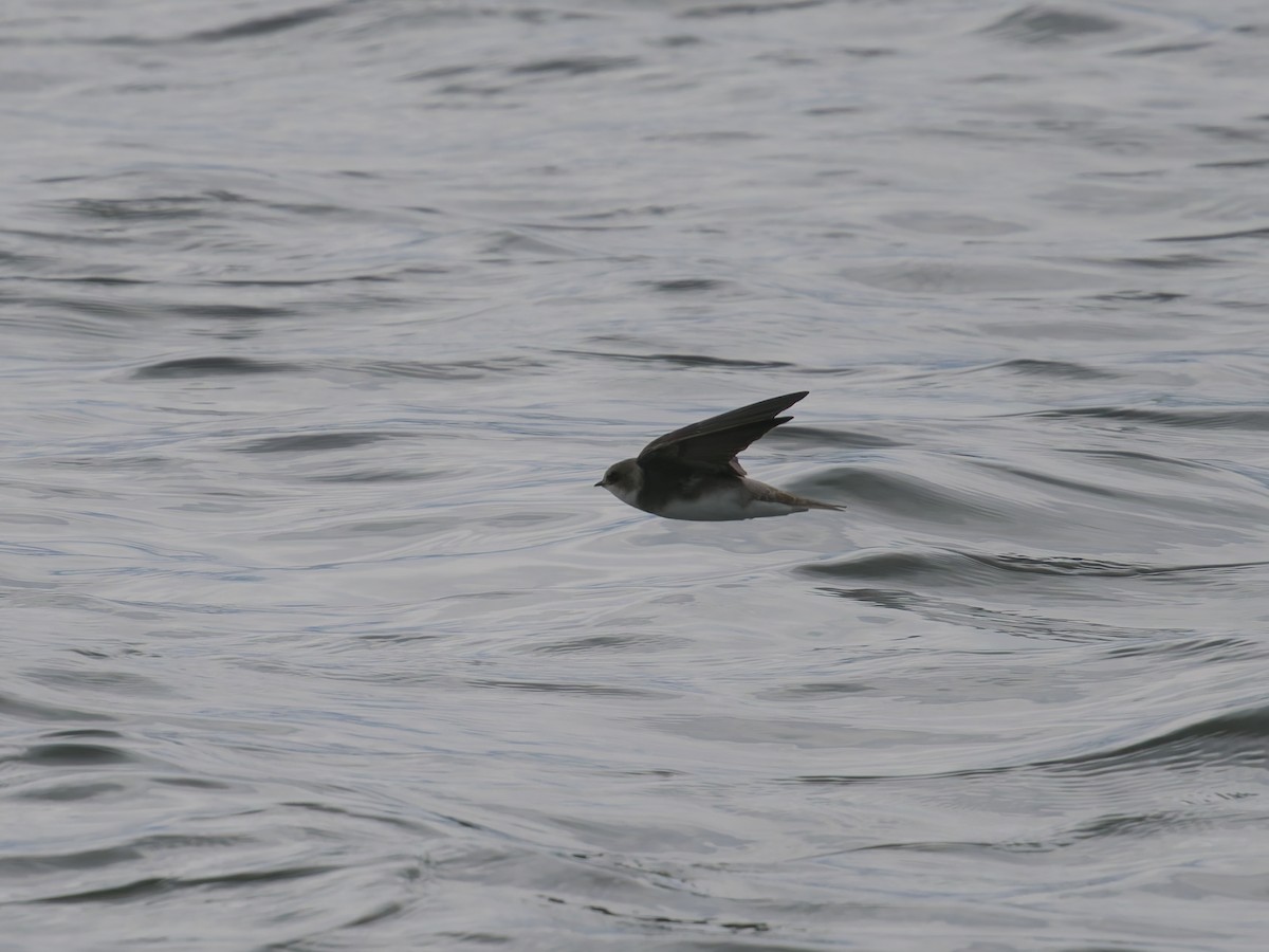 Bank Swallow - ML639074947