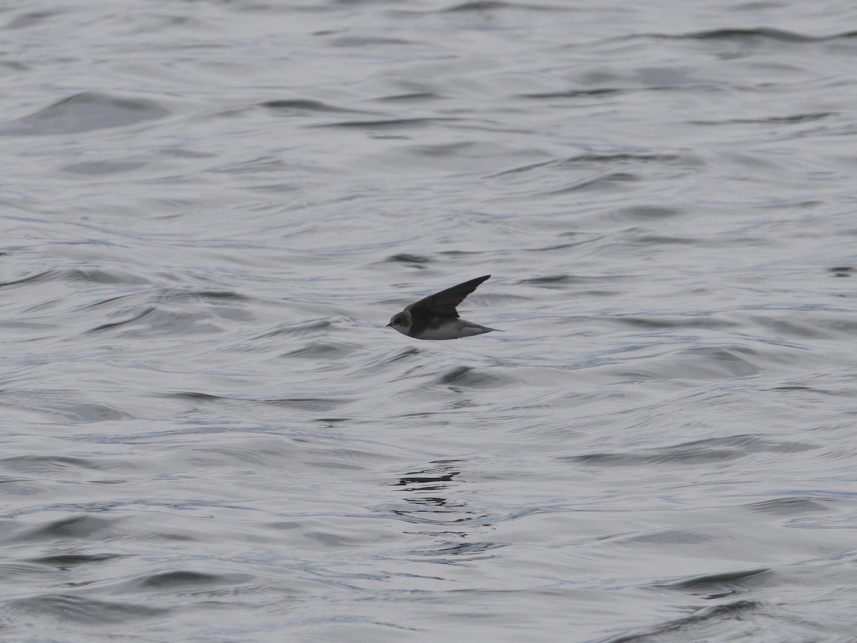 Bank Swallow - ML639074948