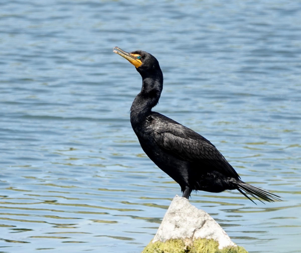 Cormoran à aigrettes - ML639074951