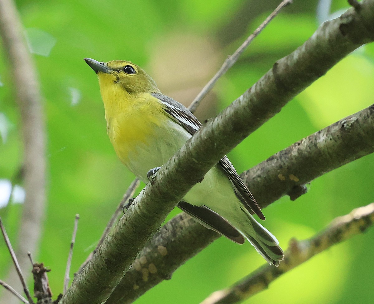 Yellow-throated Vireo - ML639074955