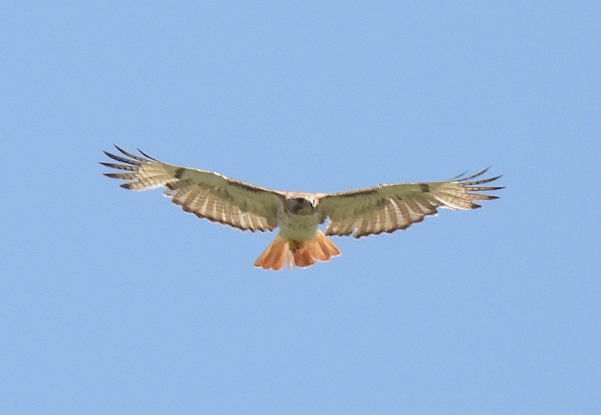 Red-tailed Hawk - ML639074978