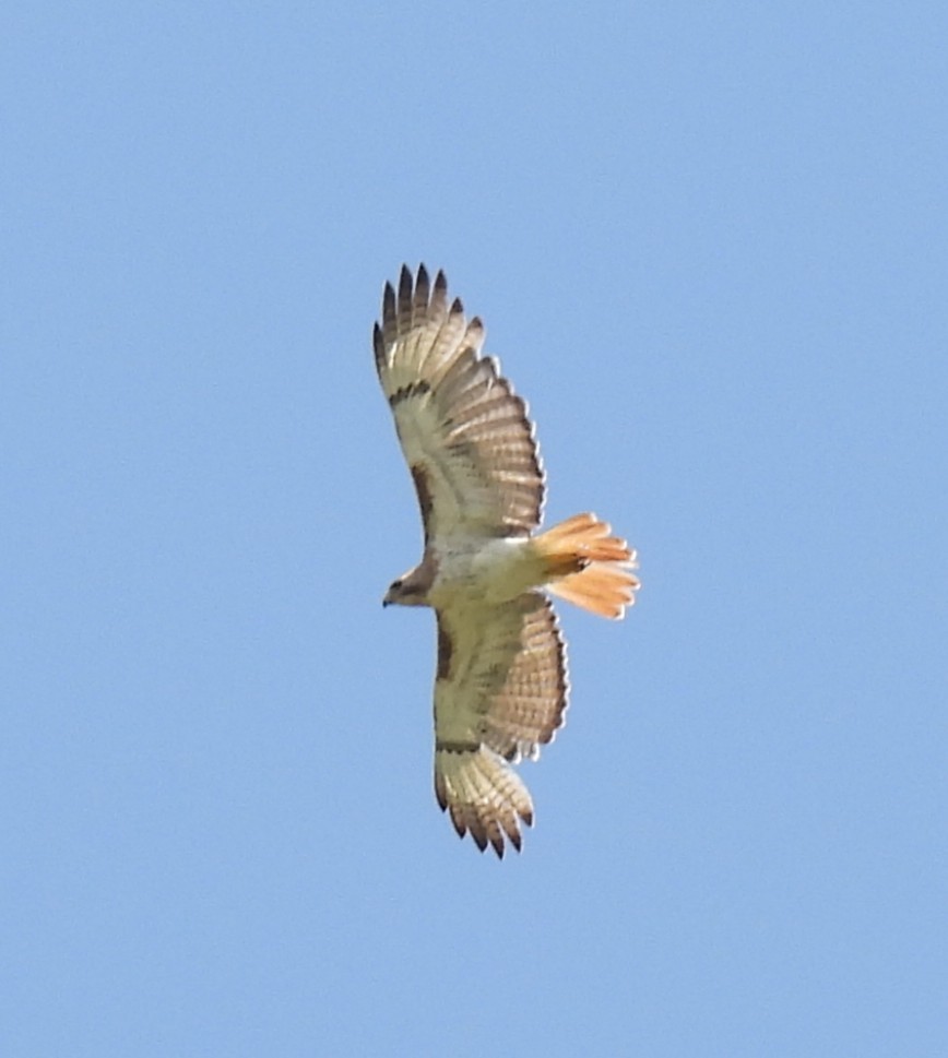 Red-tailed Hawk - ML639074980