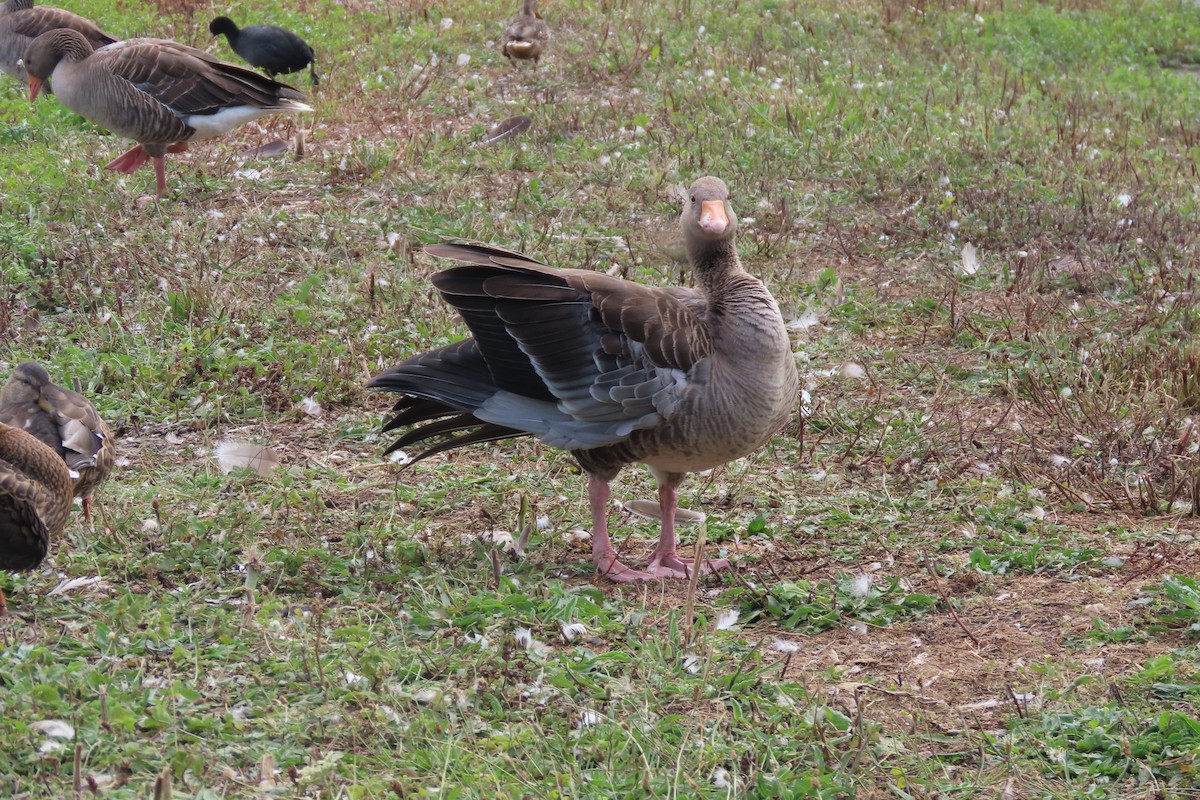 Graylag Goose - ML639075008