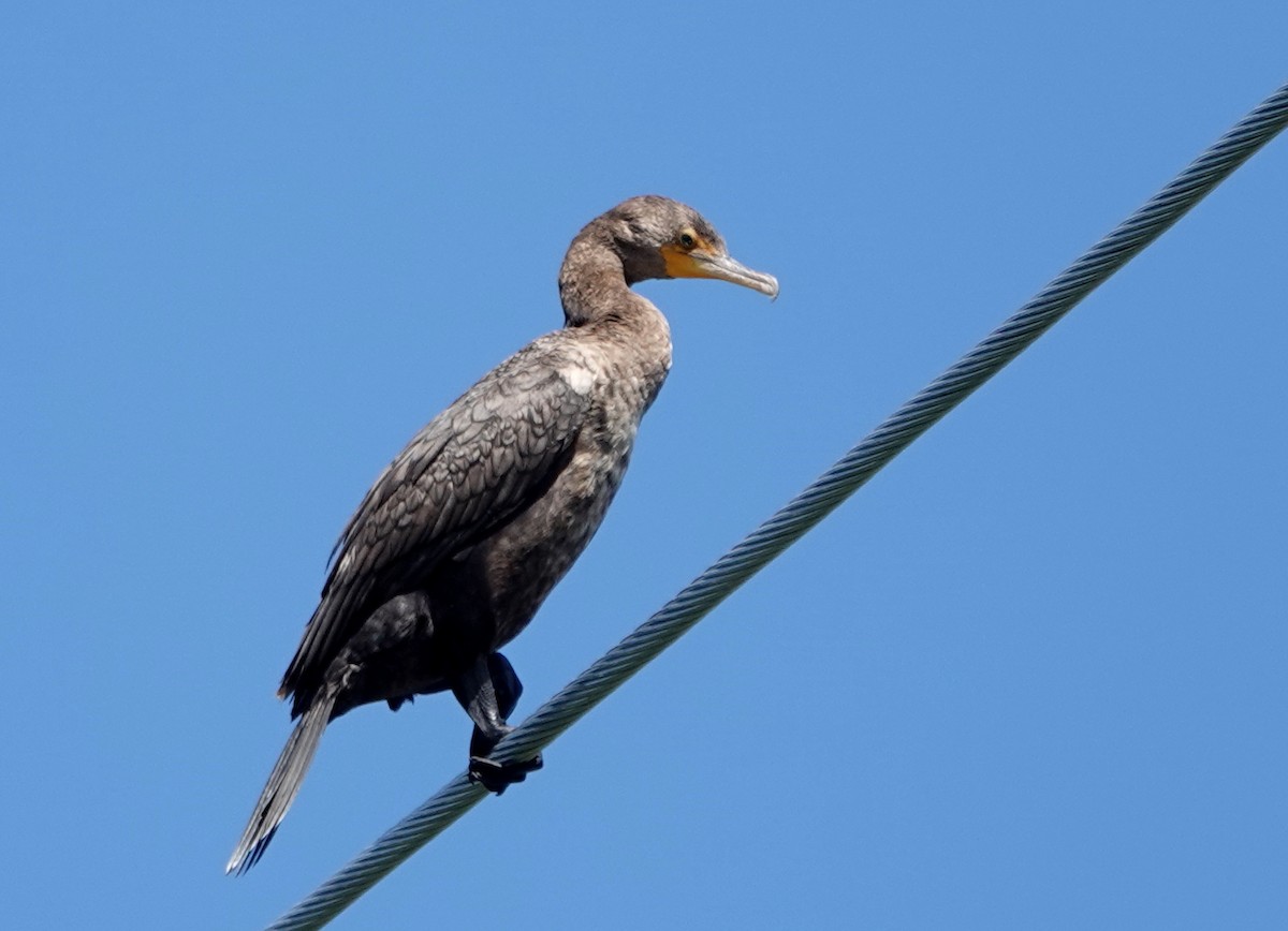 Cormoran à aigrettes - ML639075016