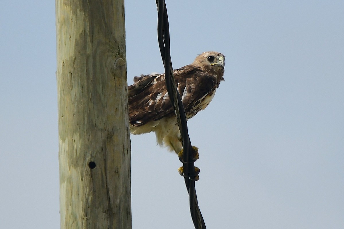 Red-tailed Hawk - ML639075111