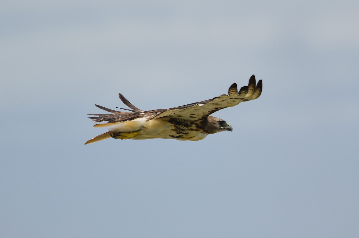 Red-tailed Hawk - ML639075112
