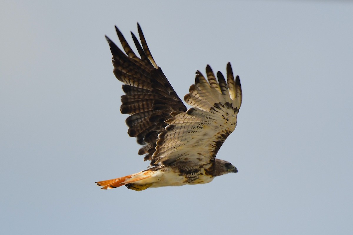 Red-tailed Hawk - ML639075113