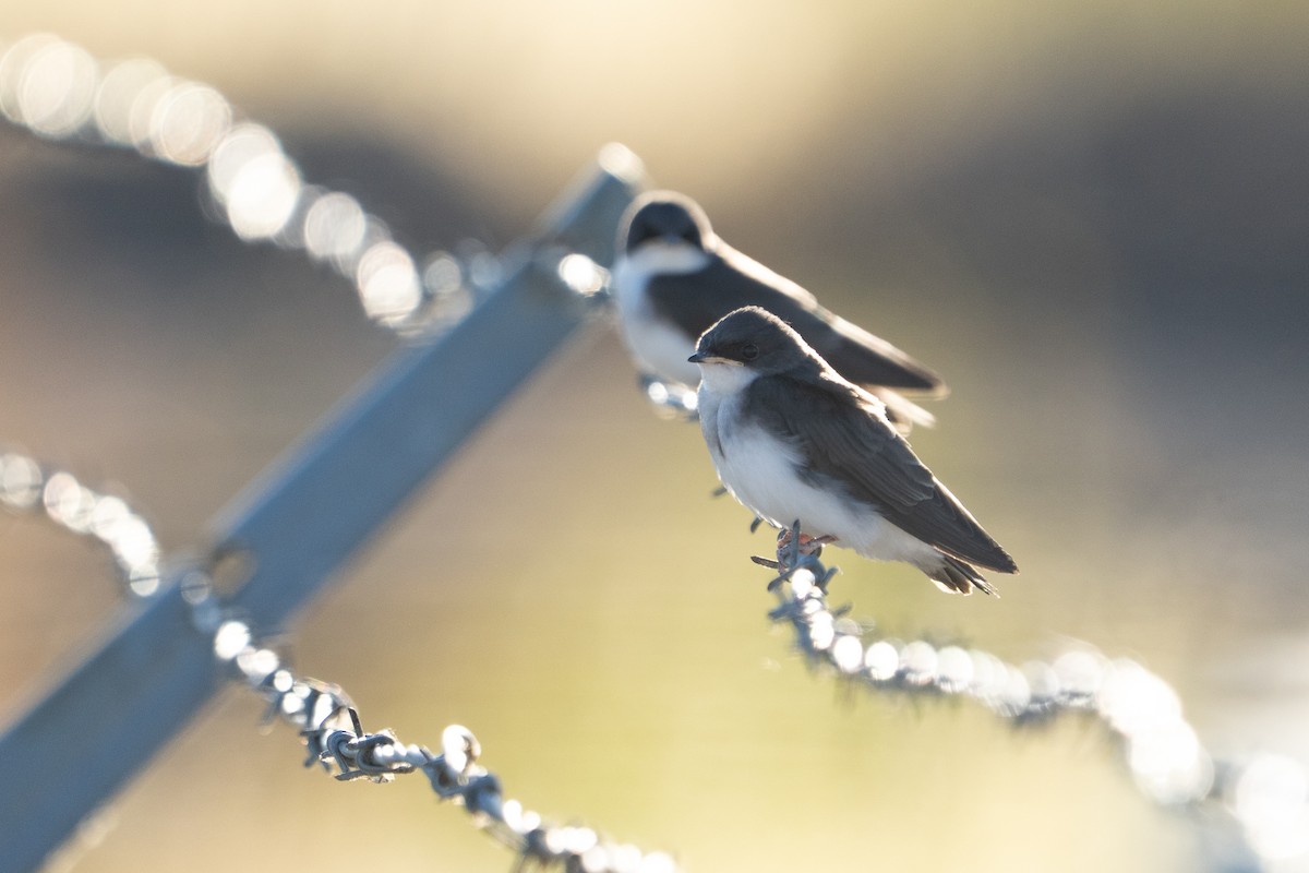 Tree Swallow - ML639075127