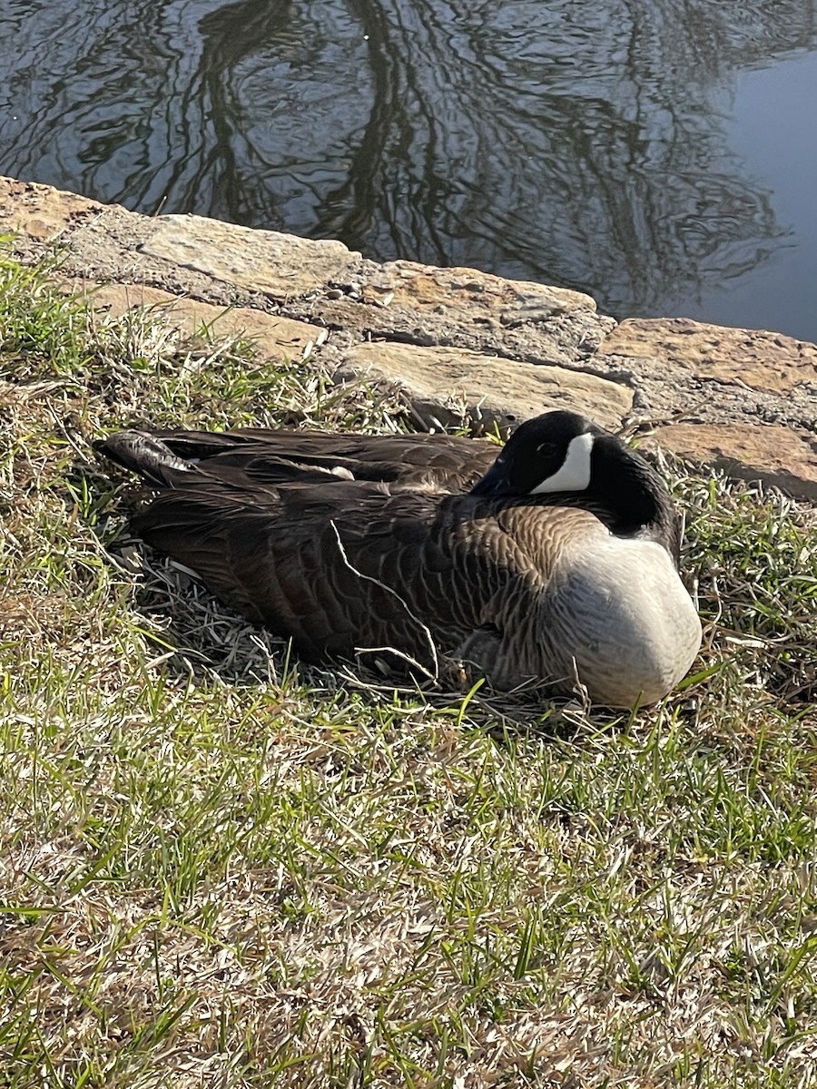 Canada Goose - ML639075134