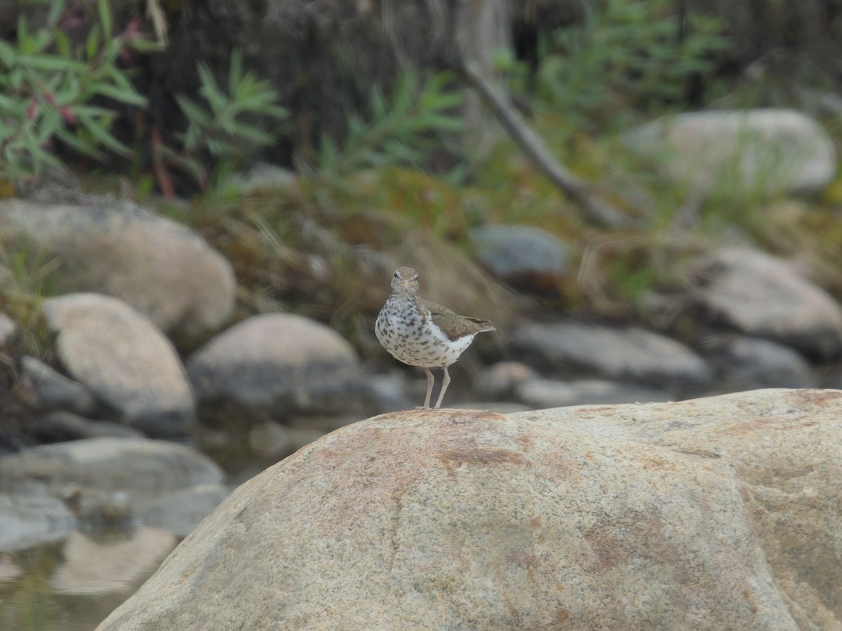 Spotted Sandpiper - ML639075135