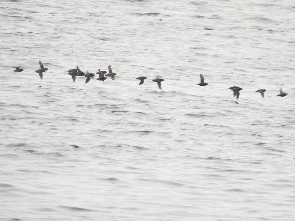 Whiskered Auklet - ML639075181