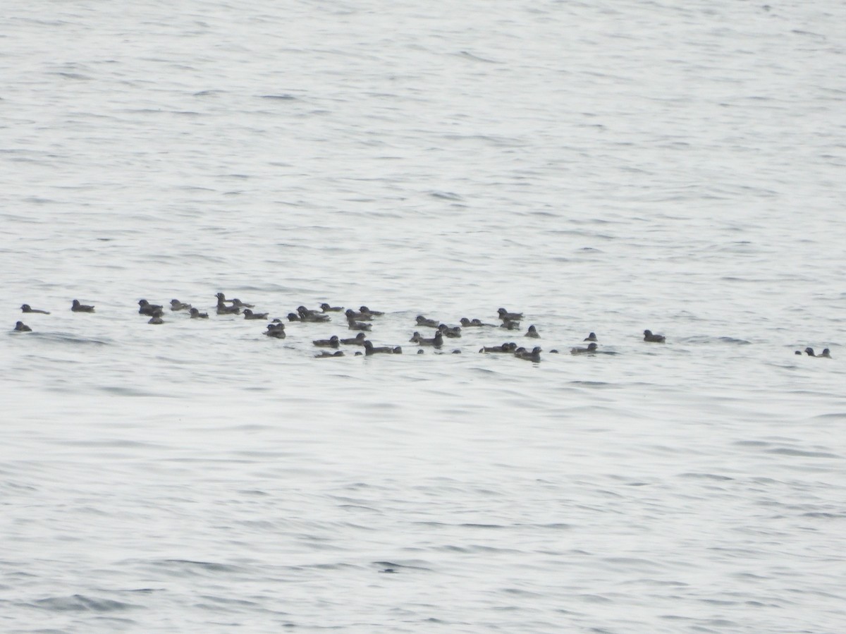 Whiskered Auklet - ML639075182