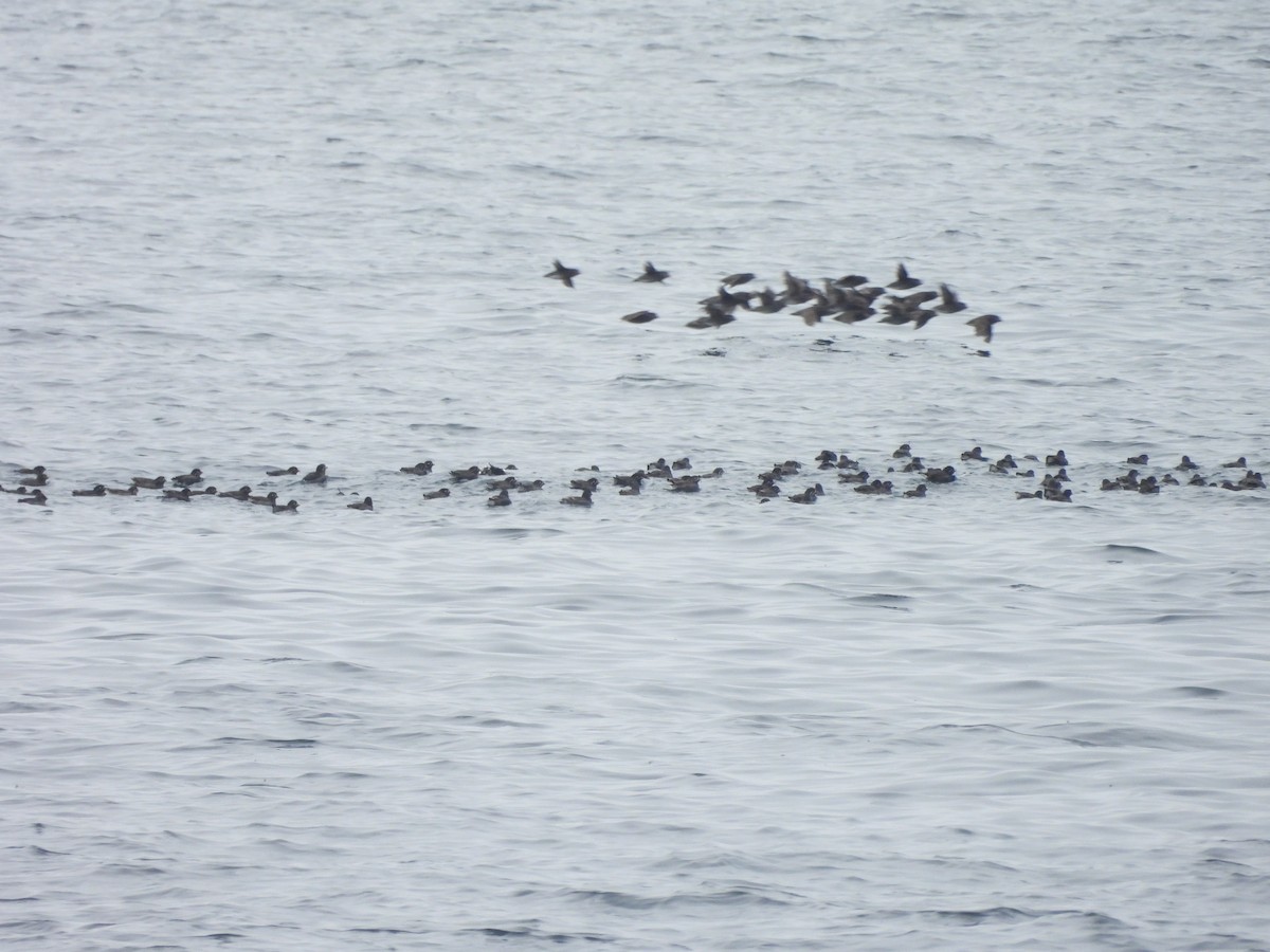 Whiskered Auklet - ML639075183