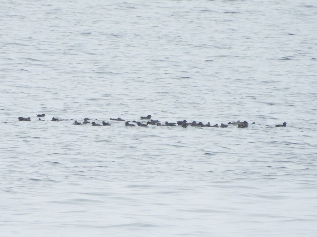 Whiskered Auklet - ML639075184
