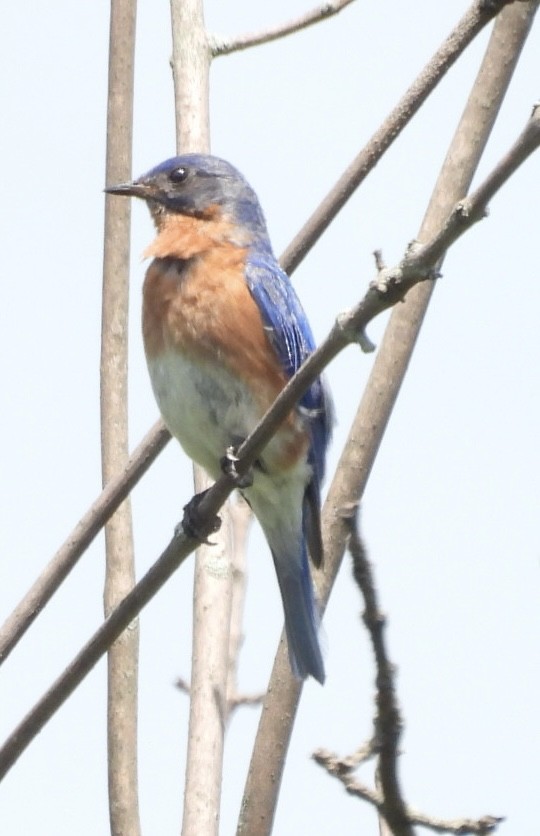 Eastern Bluebird - ML639075189