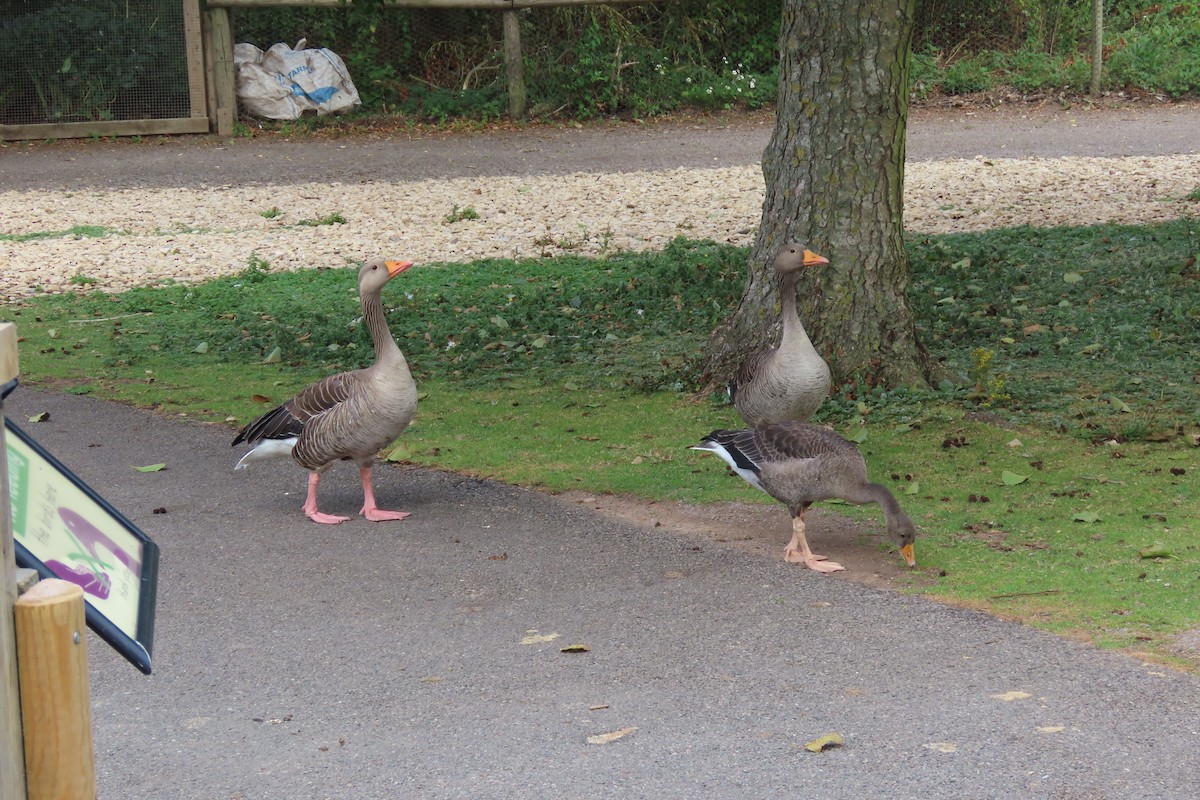 Graylag Goose - ML639075201