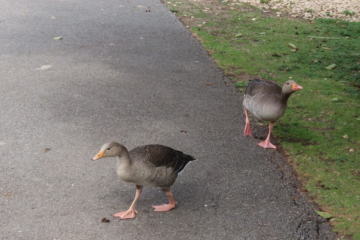Graylag Goose - ML639075215