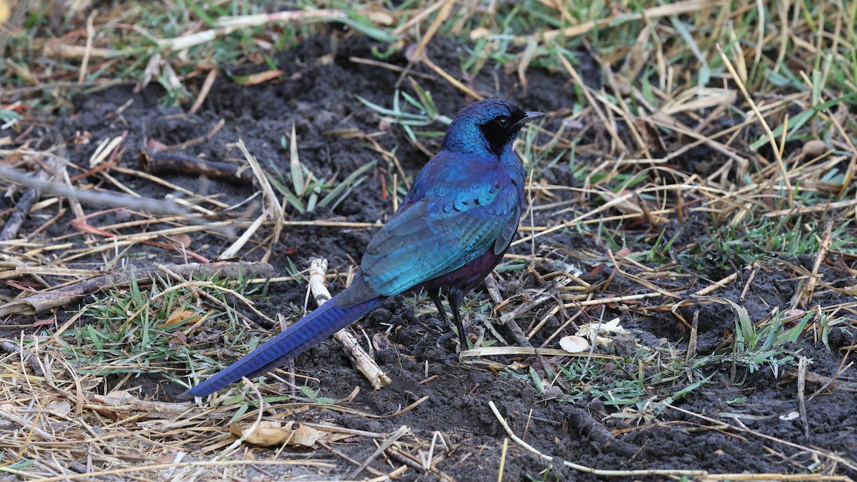 Meves's Starling - ML639075239