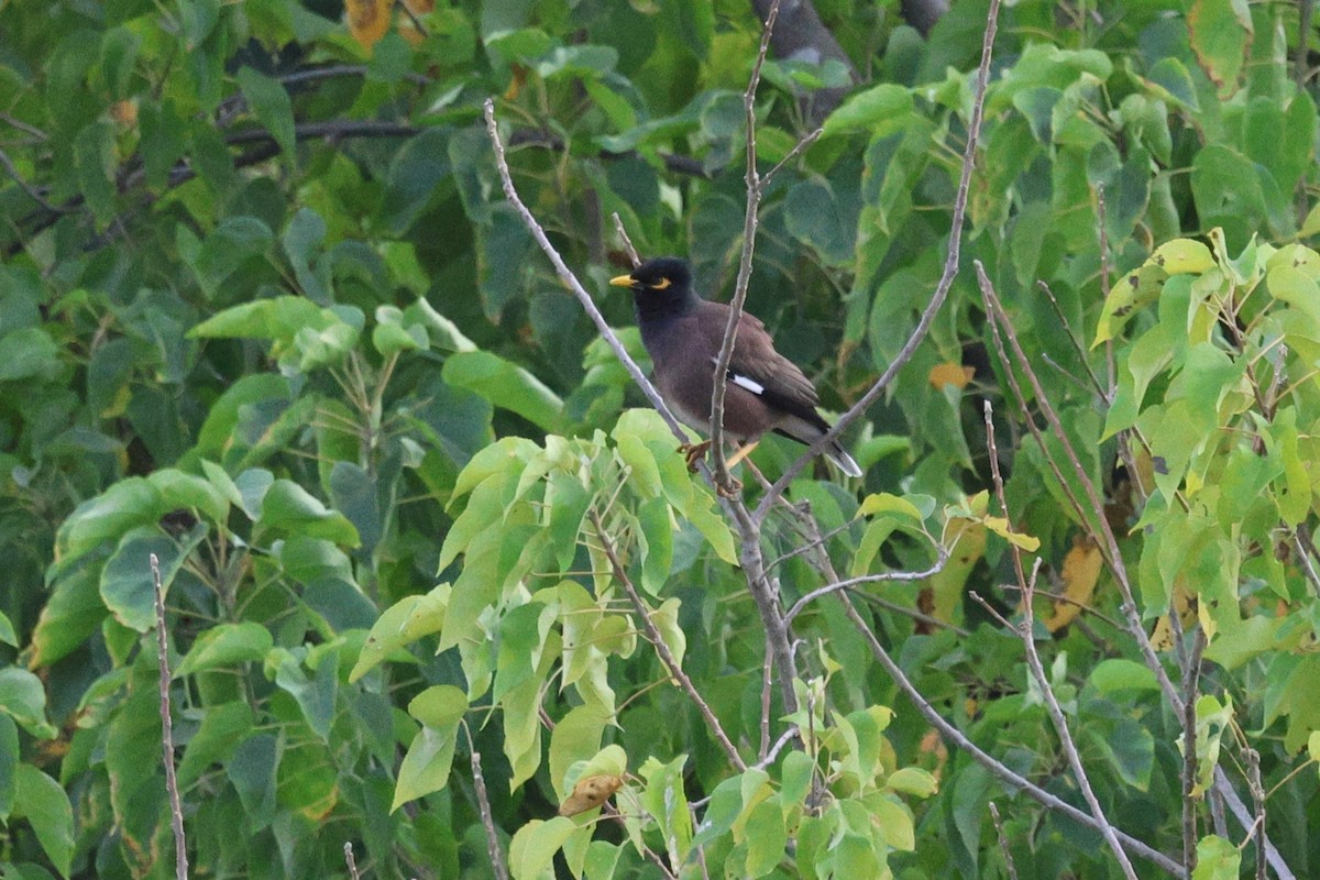 Common Myna - ML639075248