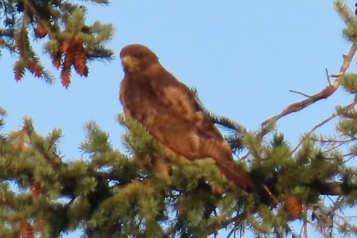 Red-tailed Hawk - ML639075262