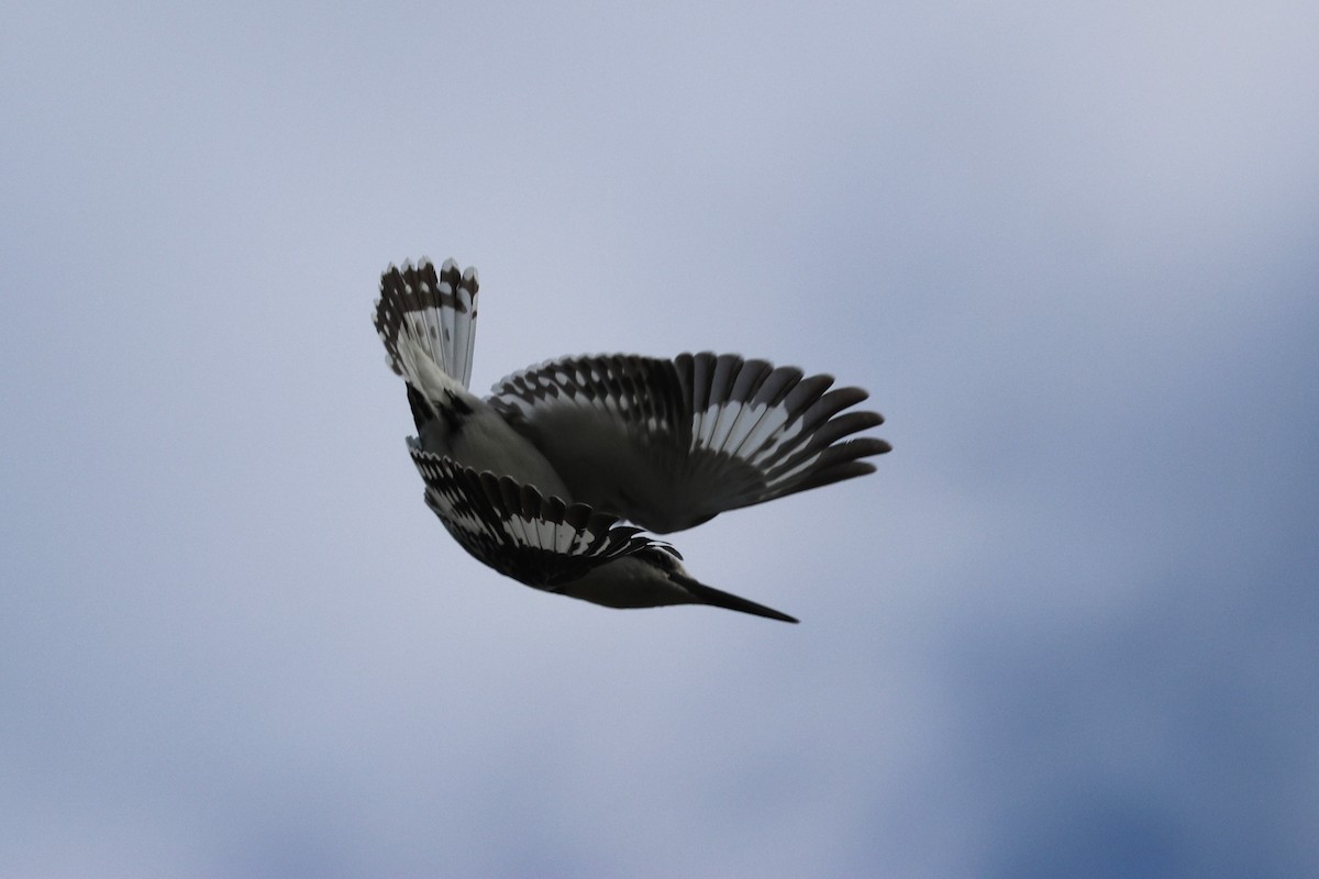 Pied Kingfisher - ML639075266